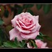 Elna Hope Photo 8