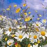 Dawn Morris Photo 37