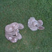 Vincent Brown Photo 9