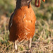 Elizabeth Robins Photo 27