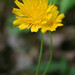 Cynthia Flowers Photo 11
