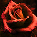 Rosa Bloom Photo 2