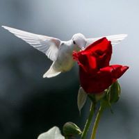 Linda Wallner Photo 14