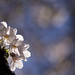 Rachelle King Photo 12