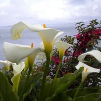 Barbara Forsyth Photo 25