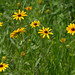 Susan Engle Photo 12