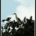 Anam Rahman Photo 15