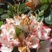 Cynthia Blume Photo 7