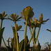 Joy Nutt Photo 9