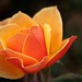 Roger Flowers Photo 13