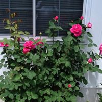 Susan Sherwin Photo 12