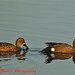 Thomas Teal Photo 23