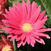 James Gerber Photo 14