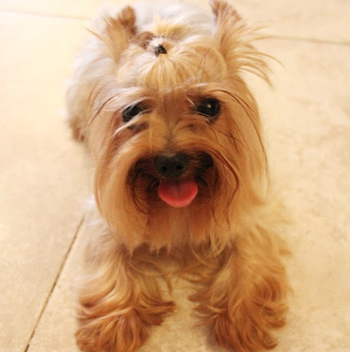 Yan Bing Photo 4