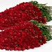 Rose Long Photo 15
