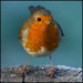 Robin Post Photo 24