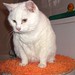 Robert Tinkle Photo 2