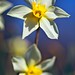 David Atkins Photo 56