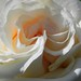 Colleen Hope Photo 22