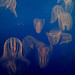 Joshua Combs Photo 5