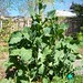 Lorri Green Photo 10