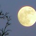 April Moon Photo 14