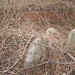 Virginia Gooding Photo 9