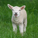 Kent Lamb Photo 6