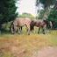 Deborah Lemieux Photo 18