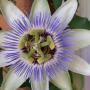 Julie Ackerman Photo 32
