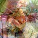 Heather Sibley Photo 21