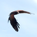 Edward Harris Photo 45
