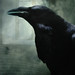Edgar Storm Photo 9