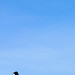 Norman Crow Photo 3