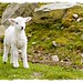 Jody Lamb Photo 27