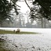 Edmund Lamb Photo 7