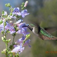 Linda Deal Photo 29