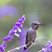 Tracey Allen Photo 11