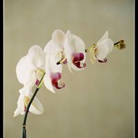 Tuyet Ngo Photo 18