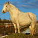 Kent Price Photo 22
