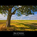 Don Summers Photo 9