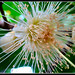 Flora Bloom Photo 17