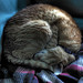 Ginger Evans Photo 22