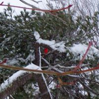 Joyce Proctor Photo 6