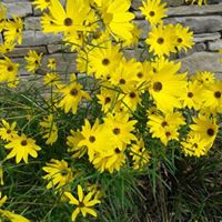 Diane Bradshaw Photo 16