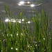 Carol Shine Photo 14