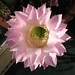 Elaine Flowers Photo 19