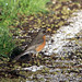 Robin Magee Photo 37