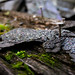 Joy Guthrie Photo 15