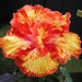 Rosalind Johnson Photo 27
